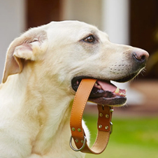 Collar de perro