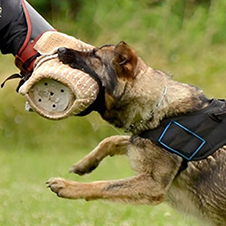 Producto de entrenamiento para perros